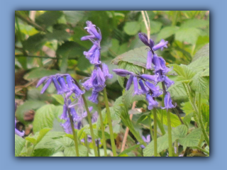 Bluebells. Hetton Park. 14th April 2024 2.jpg